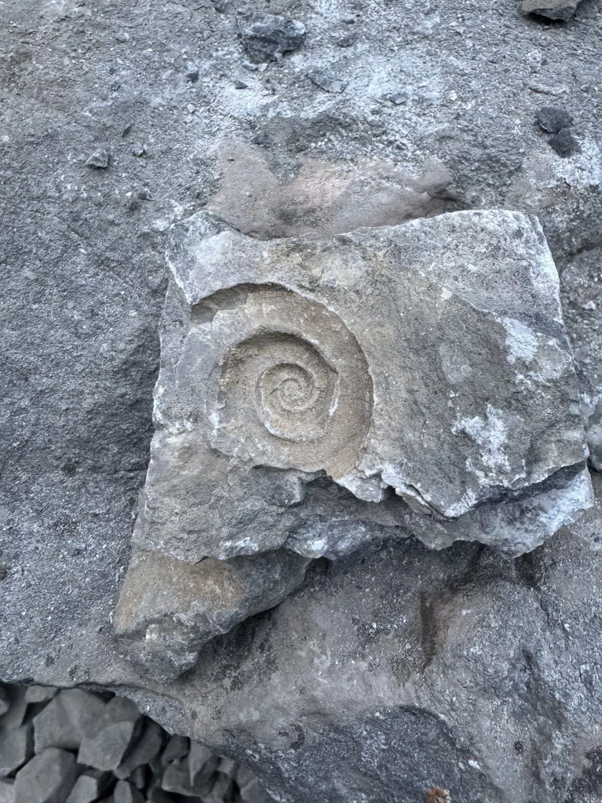A spiral ammonite fossil embedded in gray rock.