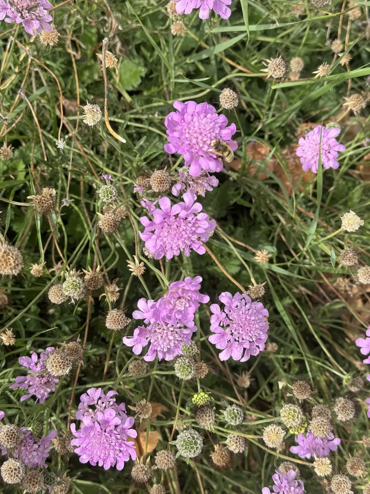 Purple pincushion flowers with visible seed heads and a bee resting on a petal.