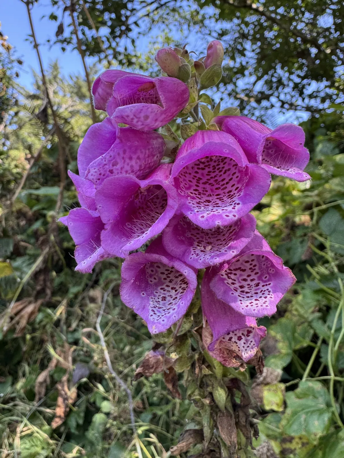 A cluster of purple foxglove flowers showing interior spots and fine hairs.