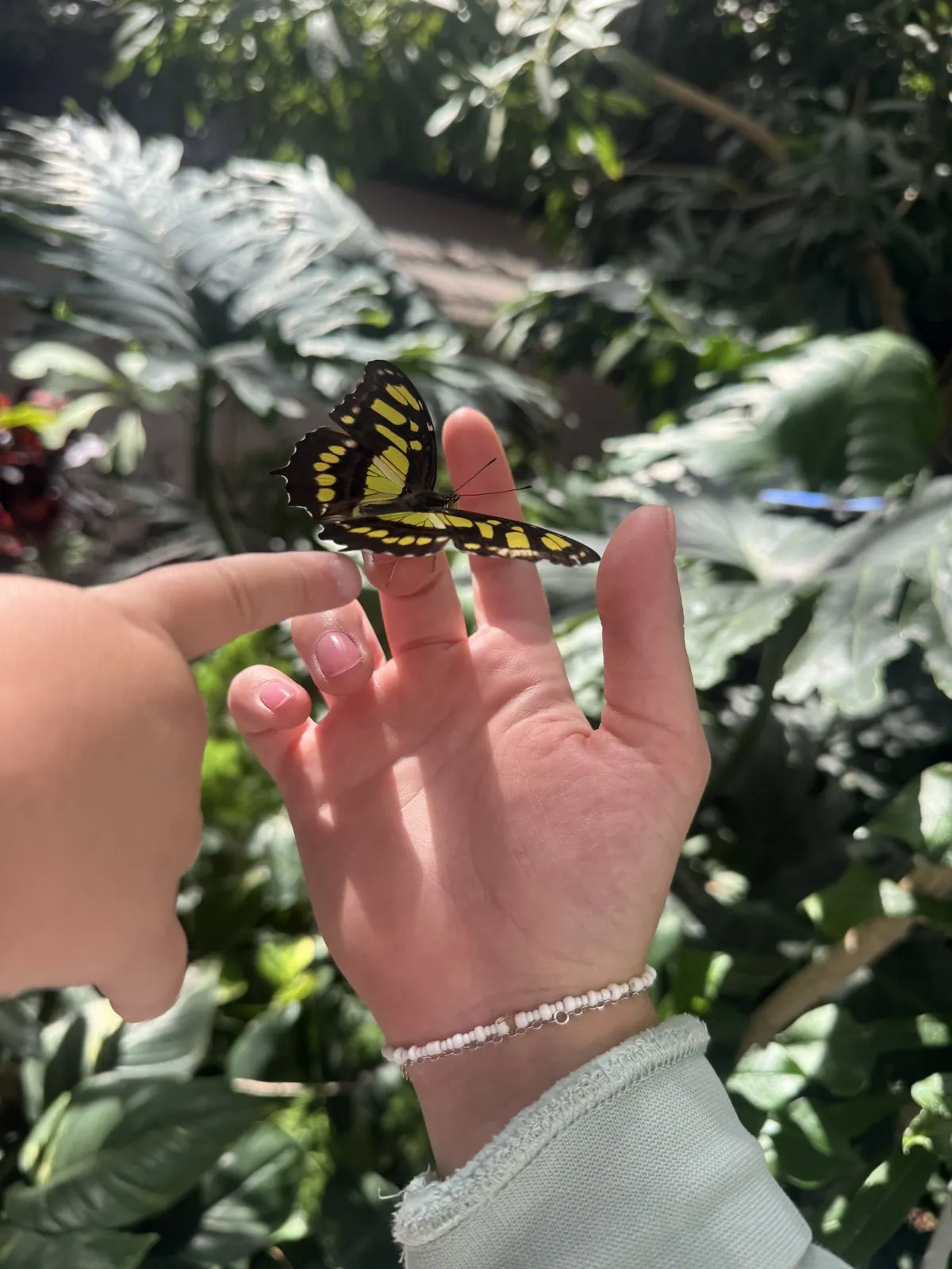 A black and green butterfly resting on outstretched fingers outdoors.