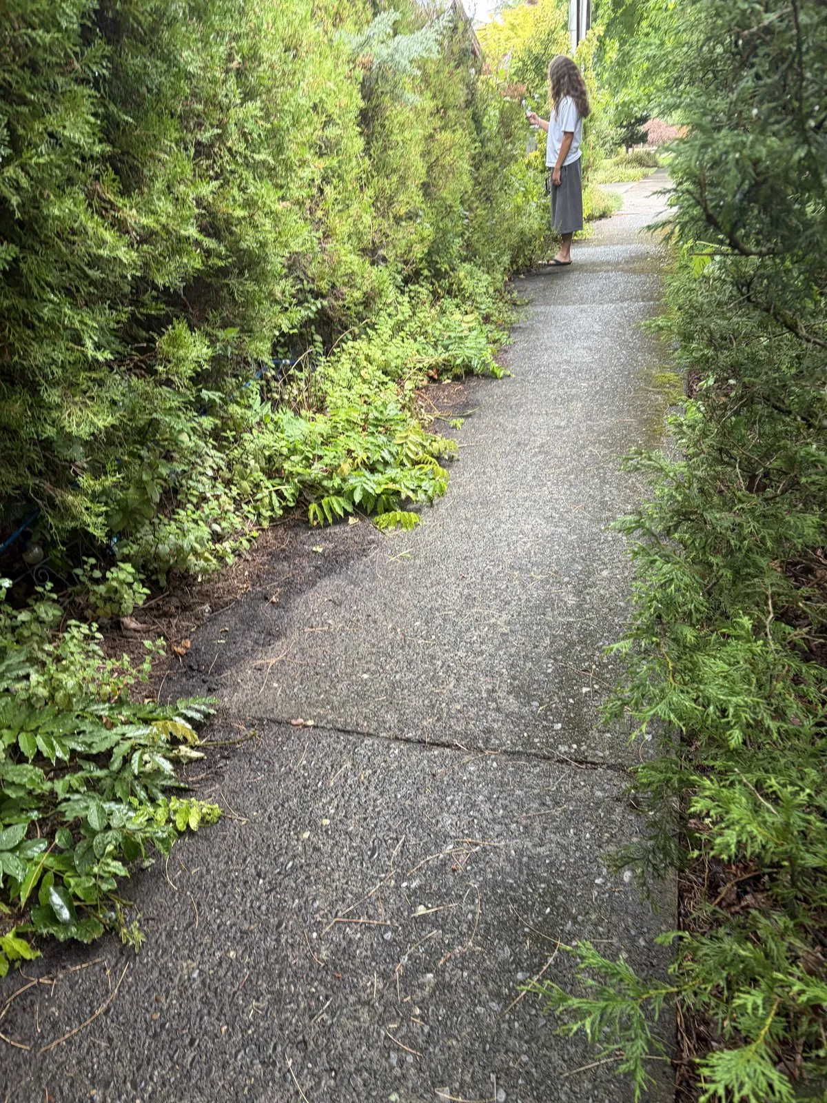 A person standing beside a tall green hedge lining a paved walkway.