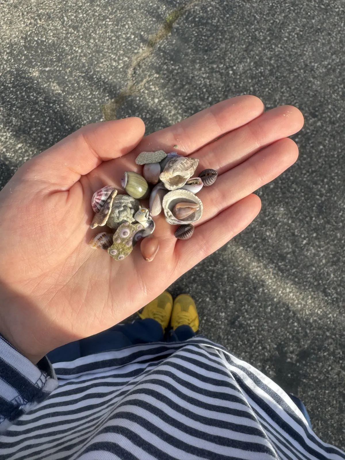 An open hand holding small collected sea shells and pebbles.