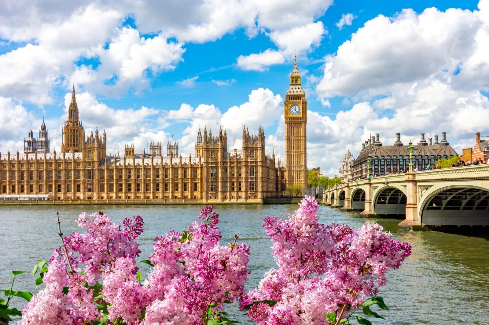 The Palace of Westminster and Big Ben viewed across the River Thames framed by pink spring flowers.