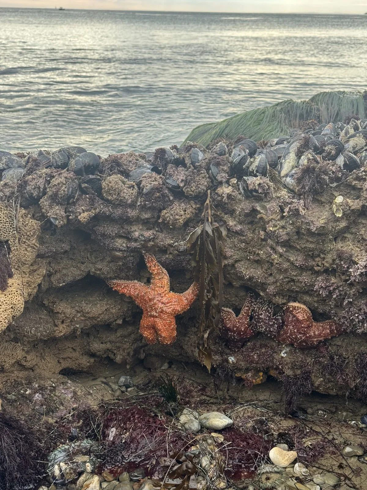 An orange starfish clinging to a rocky tide pool ledge above mussels.